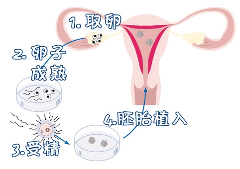 胚胎学家